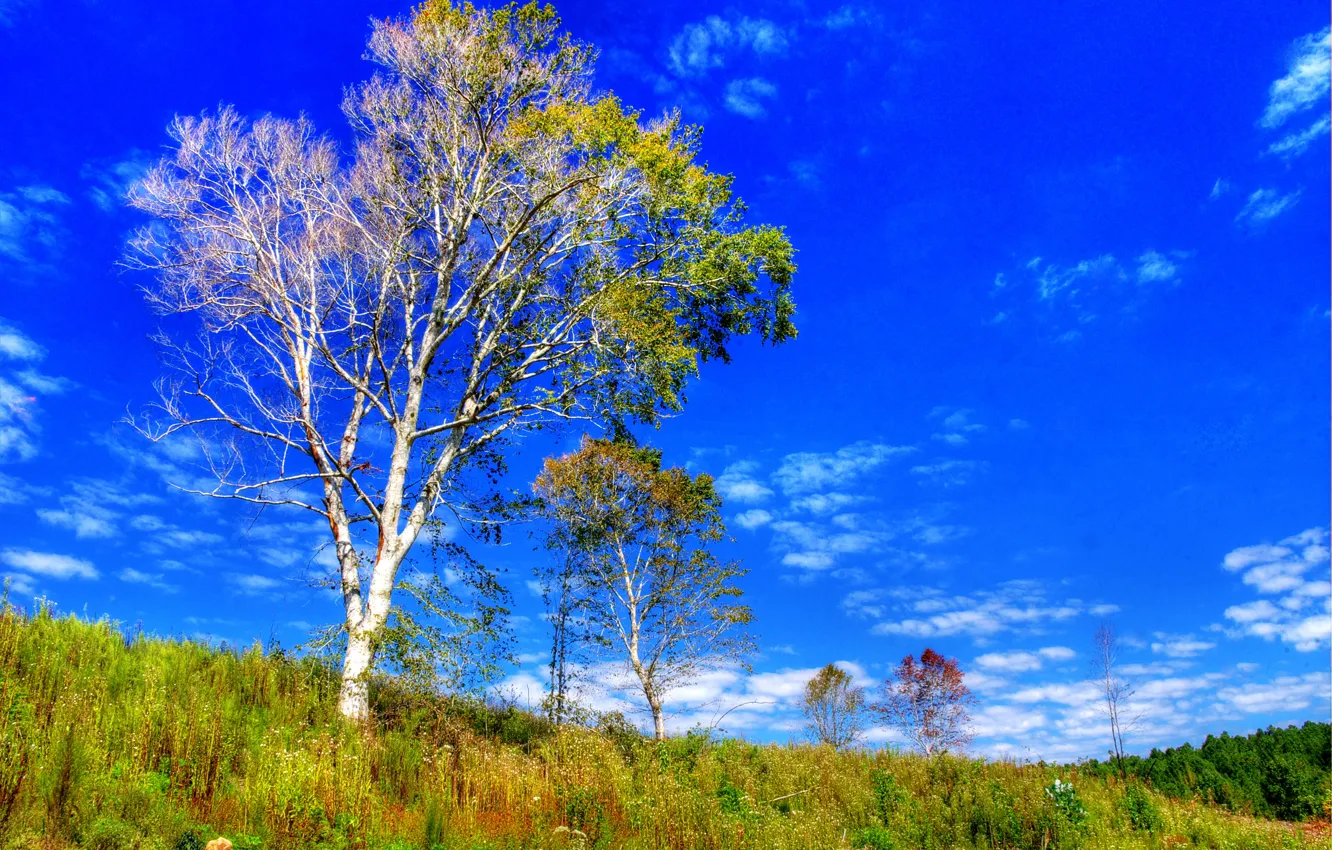 Фото обои осень, небо, трава, облака, дерево, холмы