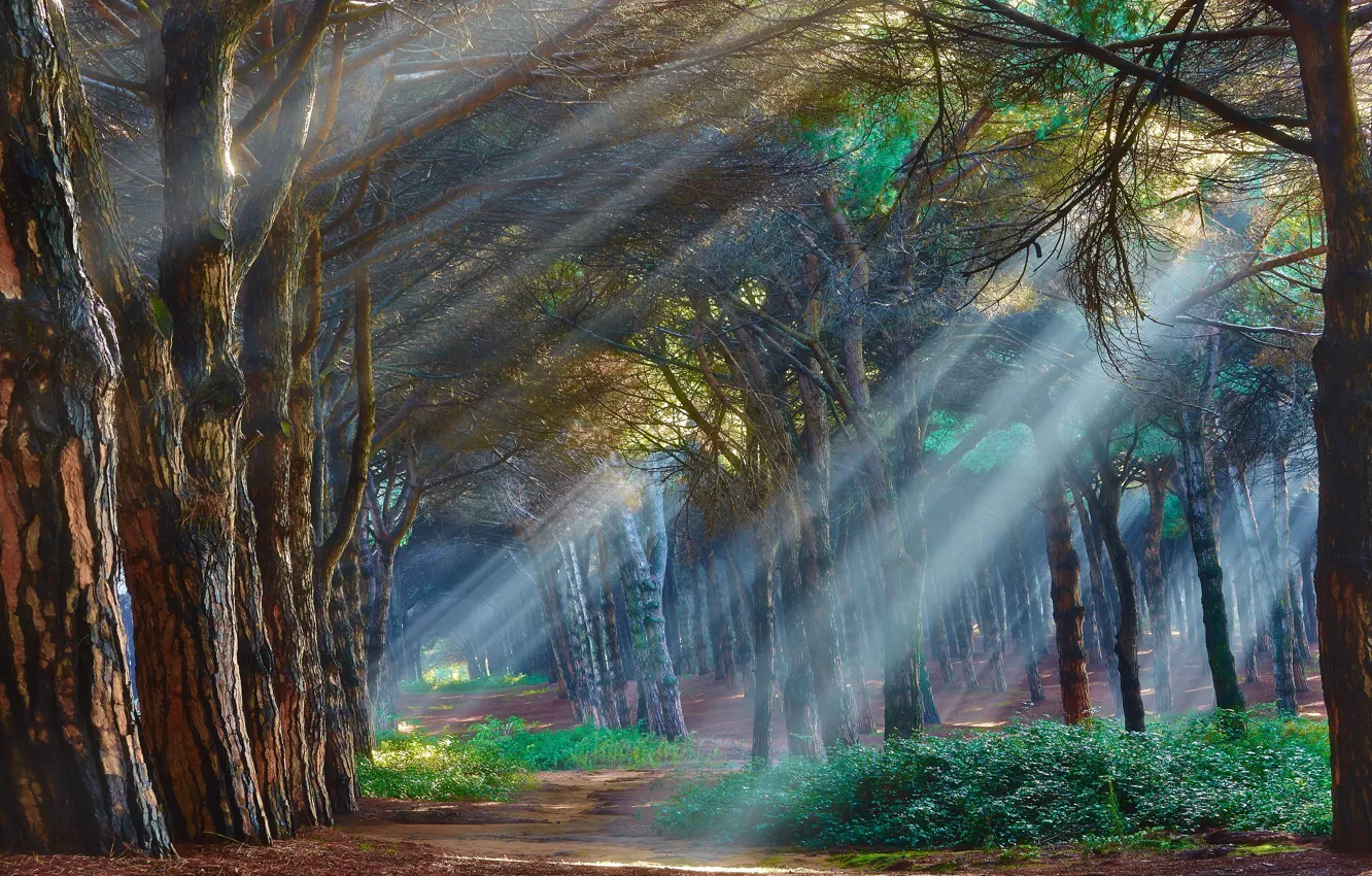 Фото обои лес, лучи, деревья, туман, обои от lolita777
