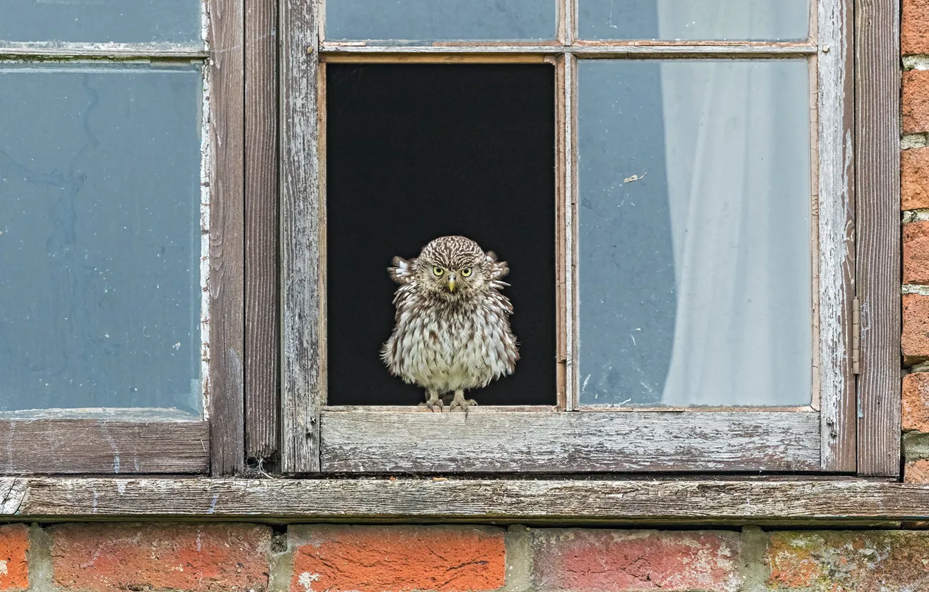 Фото обои дом, птица, окно