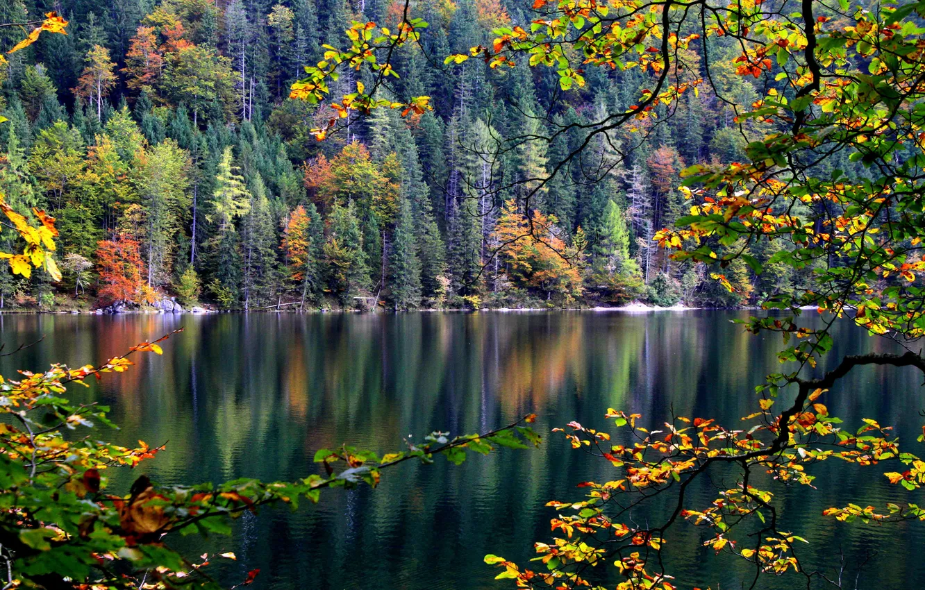 Фото обои осень, лес, листья, деревья, река, ветка, склон