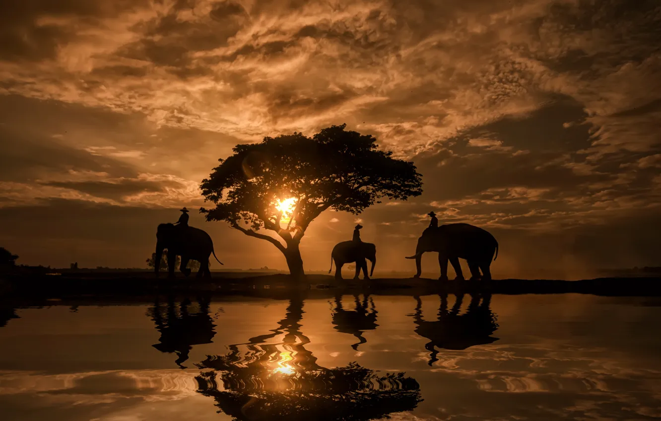 Фото обои вода, отражение, восход, дерево, рассвет, Таиланд, слоны