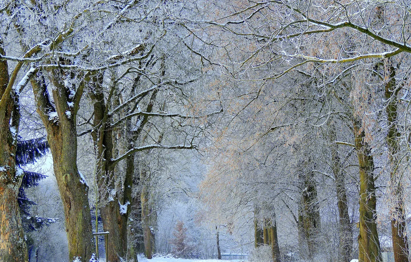 Фото обои зима, иней, снег, деревья, аллея
