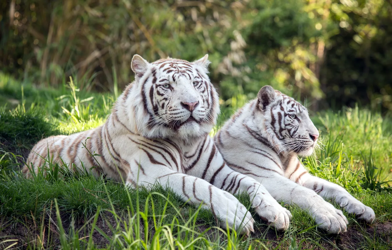 Фото обои природа, фон, тигры