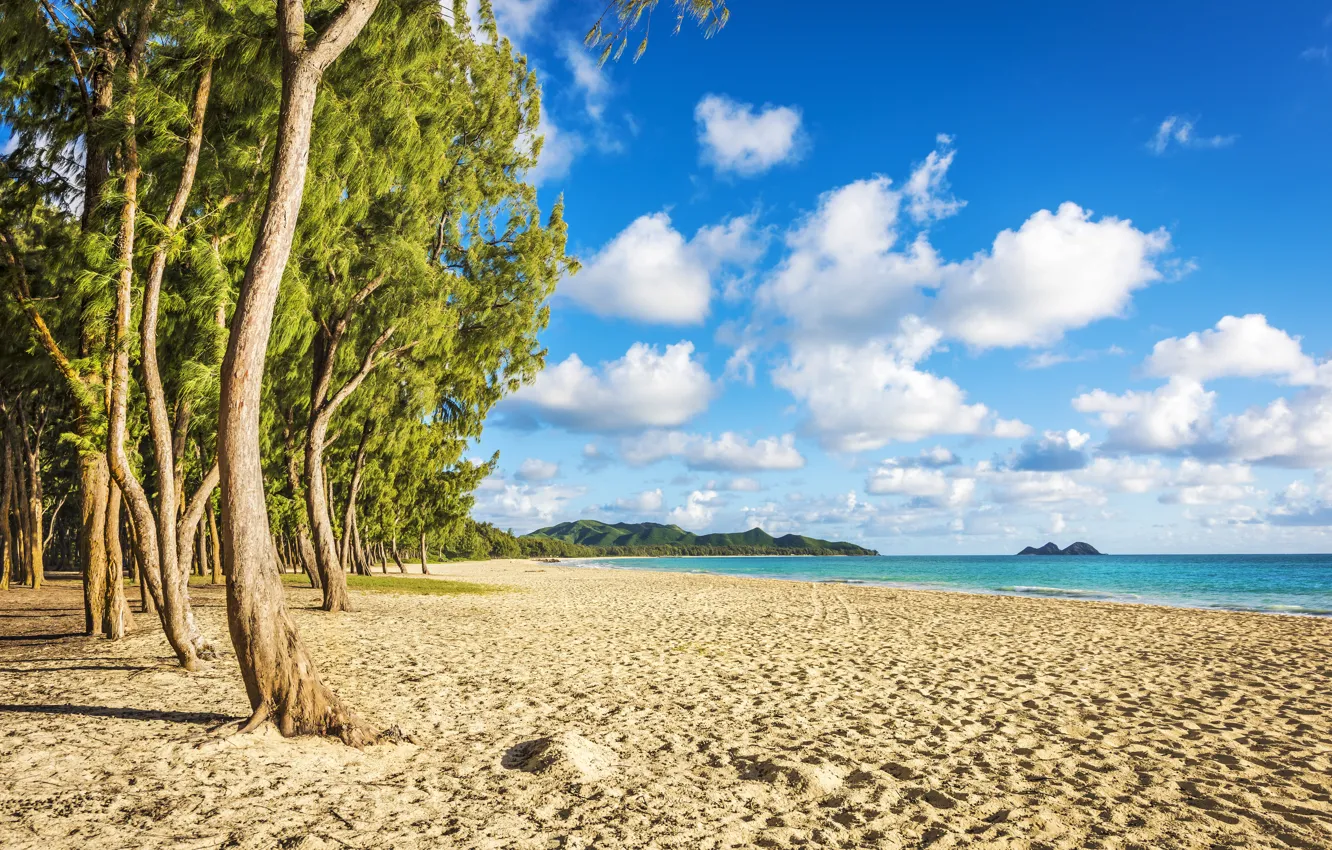 Фото обои ocean, beaches, palm trees