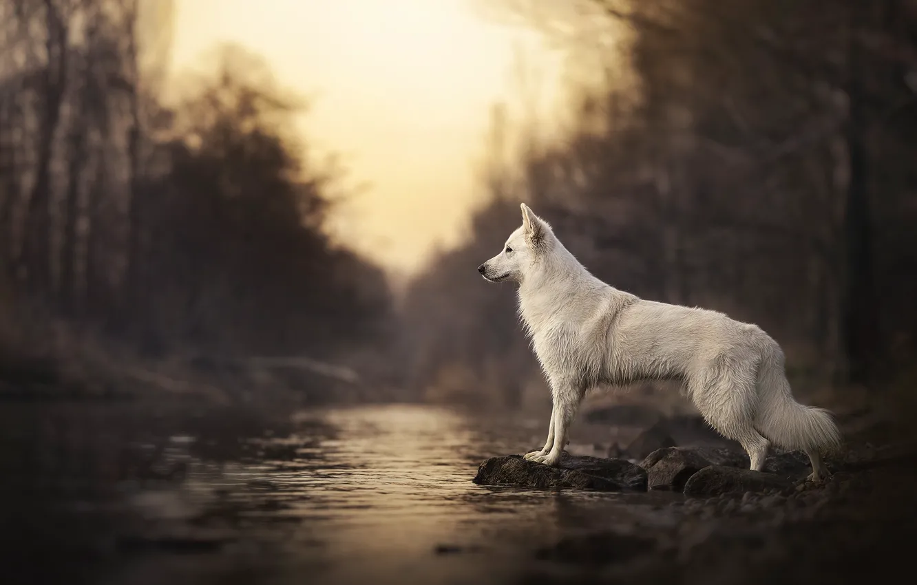 Фото обои река, собака, боке, Белая швейцарская овчарка