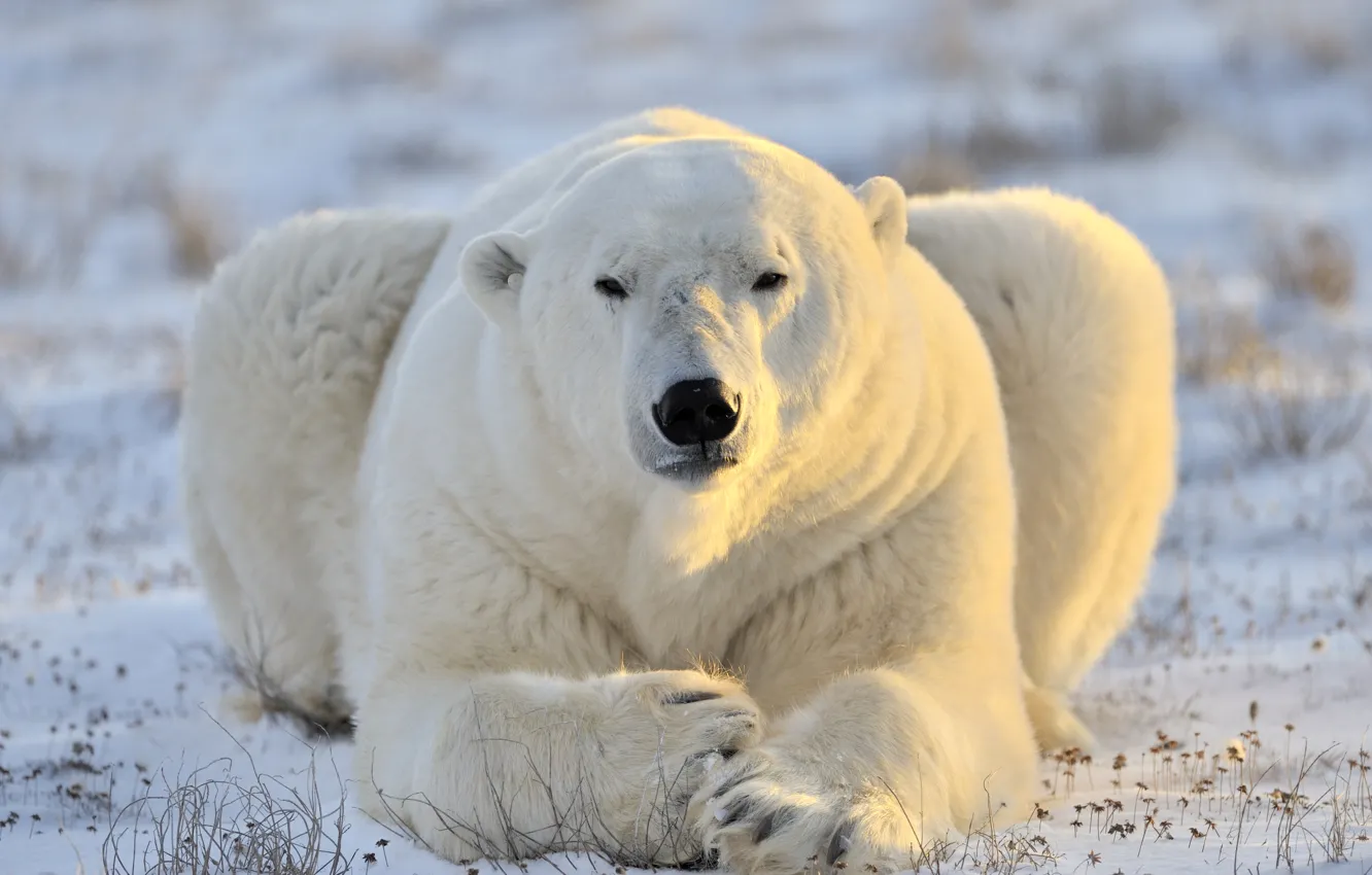 Фото обои морда, хищник, белый медведь, полярный