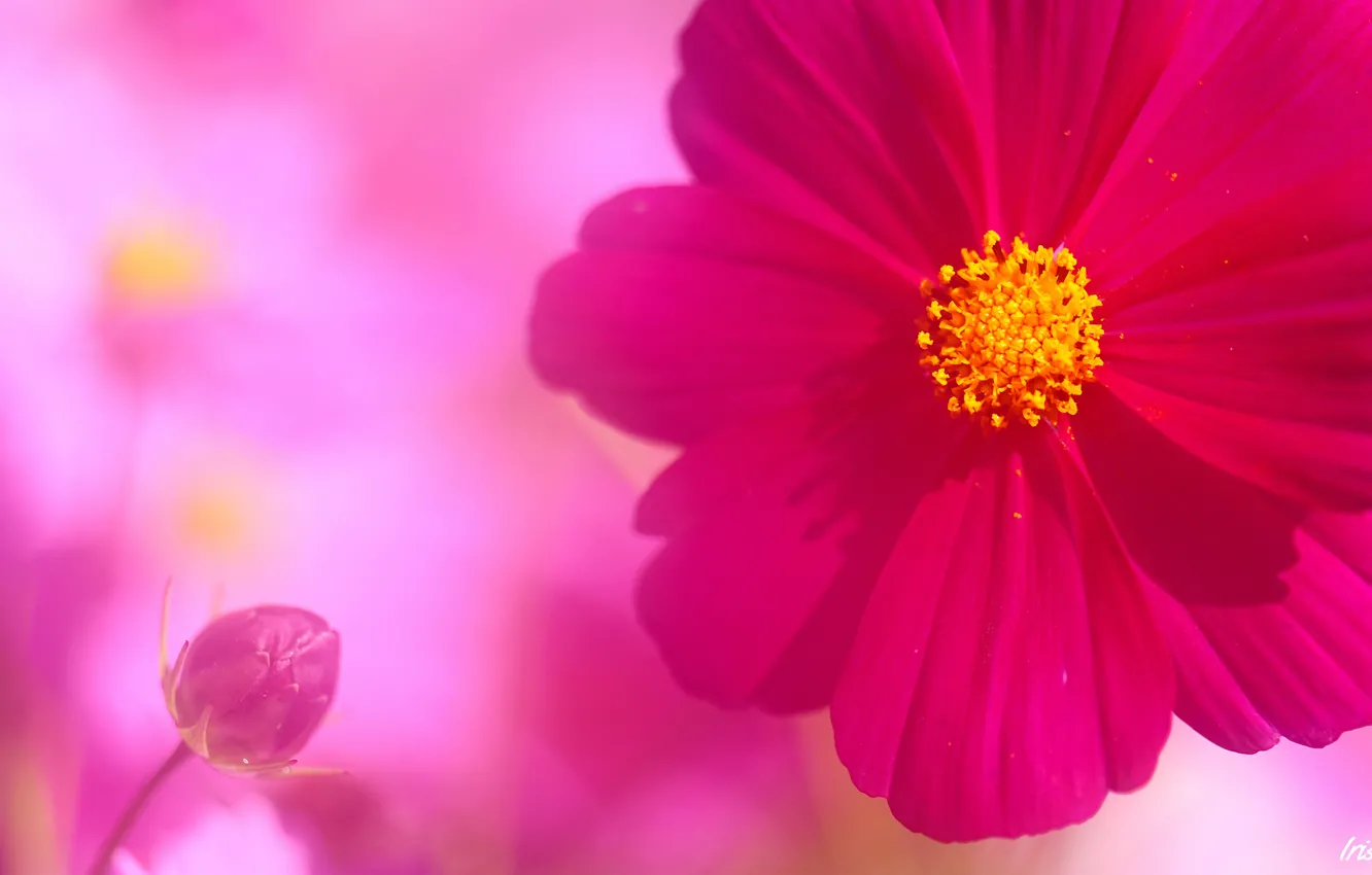 Фото обои цветок, розовый, лепестки, бутон, космея