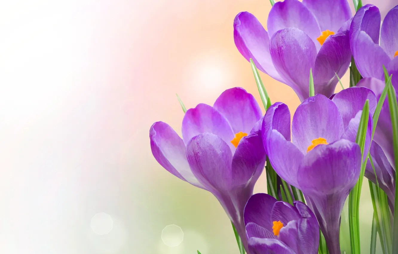 Фото обои цветы, крокусы, flowers, crocuses