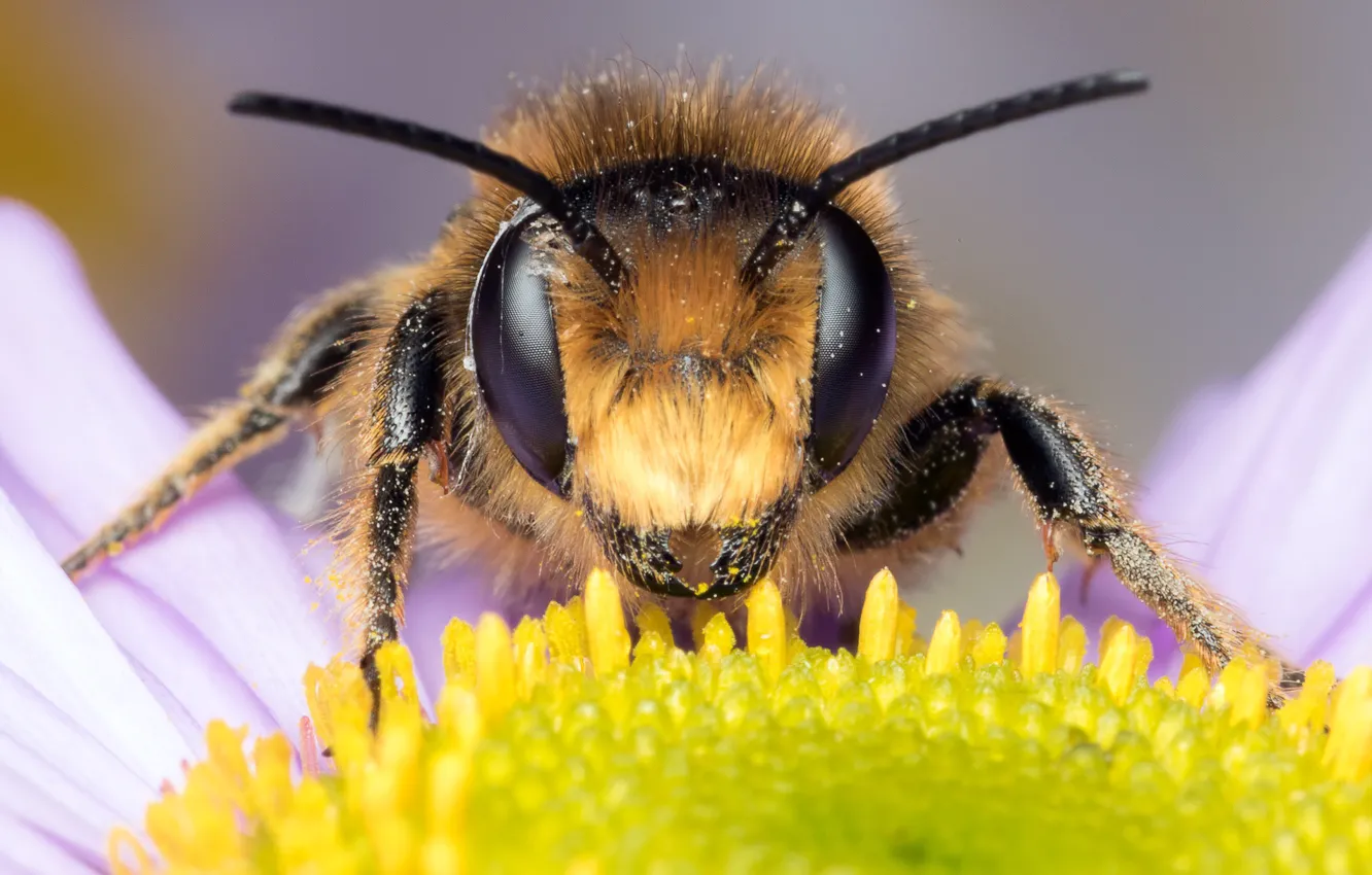 Фото обои цветок, глаза, макро, пчела, фон, пыльца, лепестки, ромашка