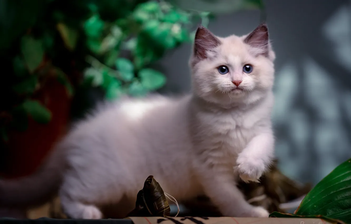 Фото обои кошка, белый, взгляд, листья, поза, котенок, мордашка, боке