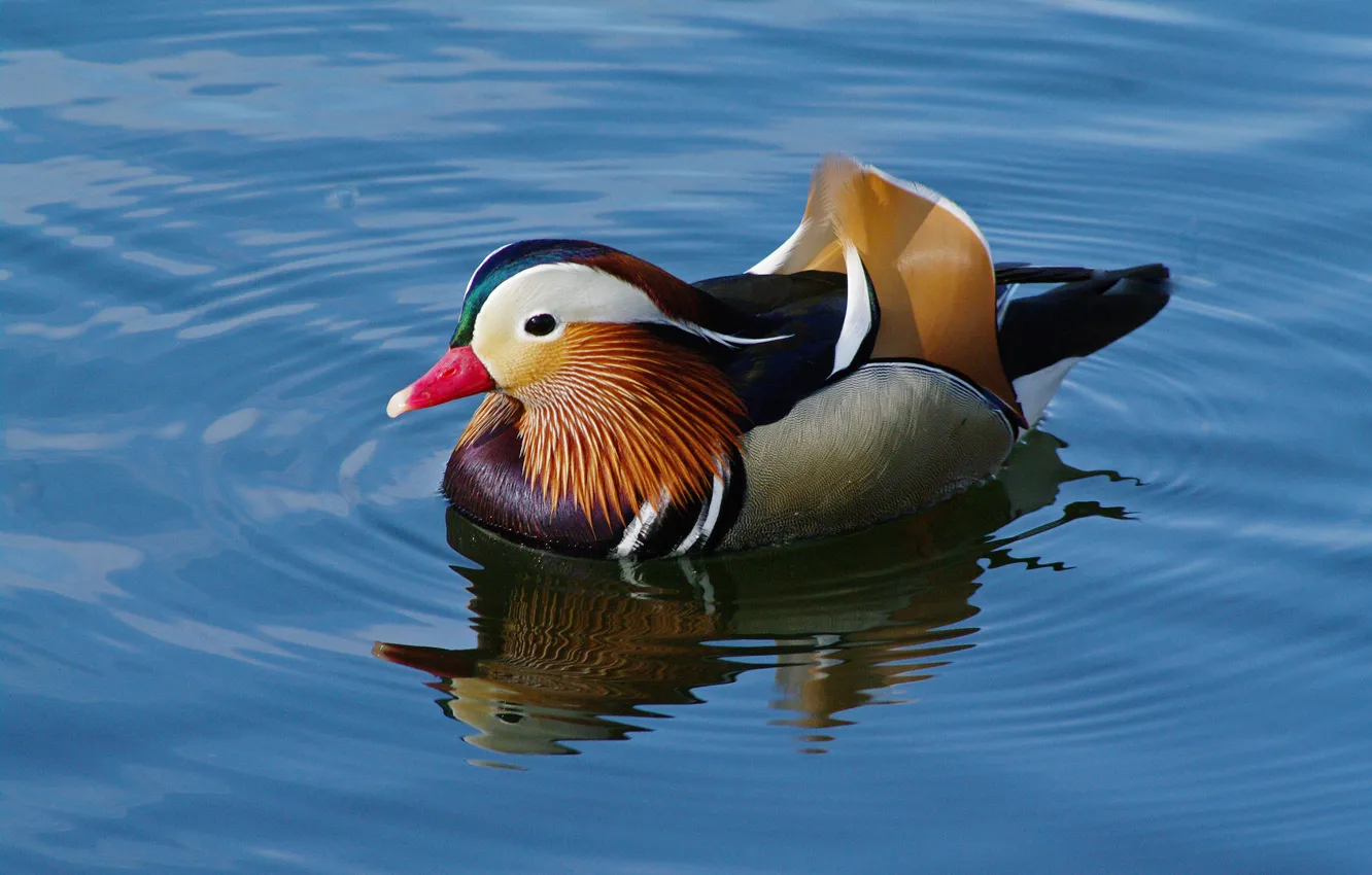 Фото обои вода, птица, краски, перья, утка, мандаринка