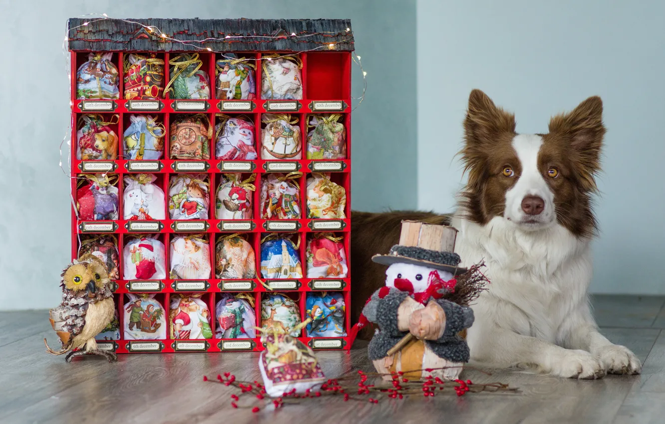 Фото обои взгляд, морда, коробка, сова, игрушки, собака, Рождество, подарки