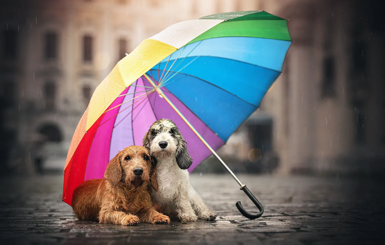Фото обои собаки, улица, зонт