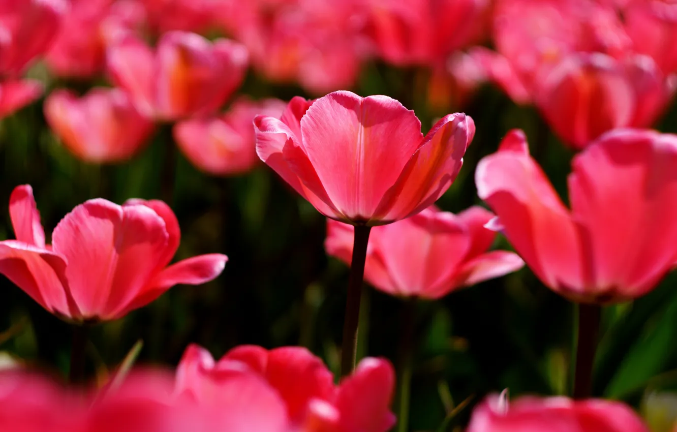 Фото обои цветы, весна, сад, тюльпаны, красные, клумба, много, боке