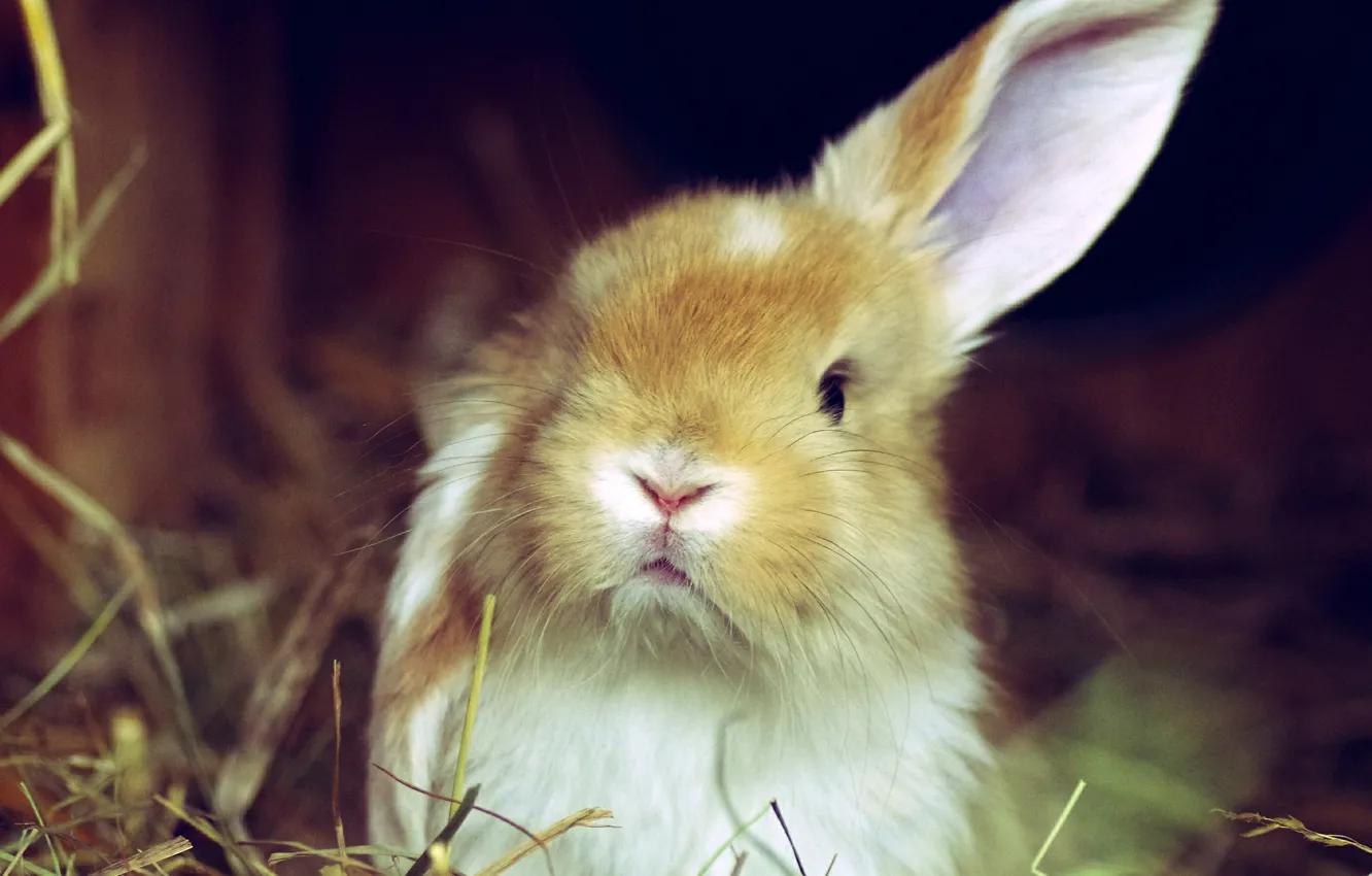Фото обои белый, трава, кролик, рыжий, ухо