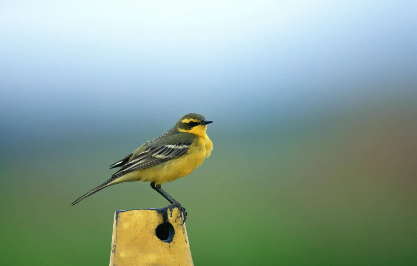 Фото обои фон, птичка, желтая