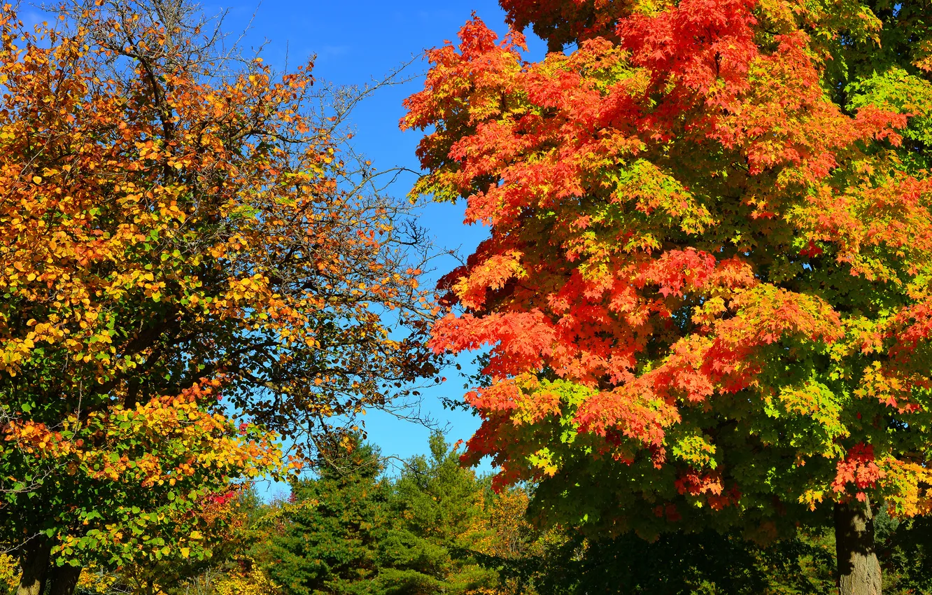 Фото обои осень, лес, небо, деревья