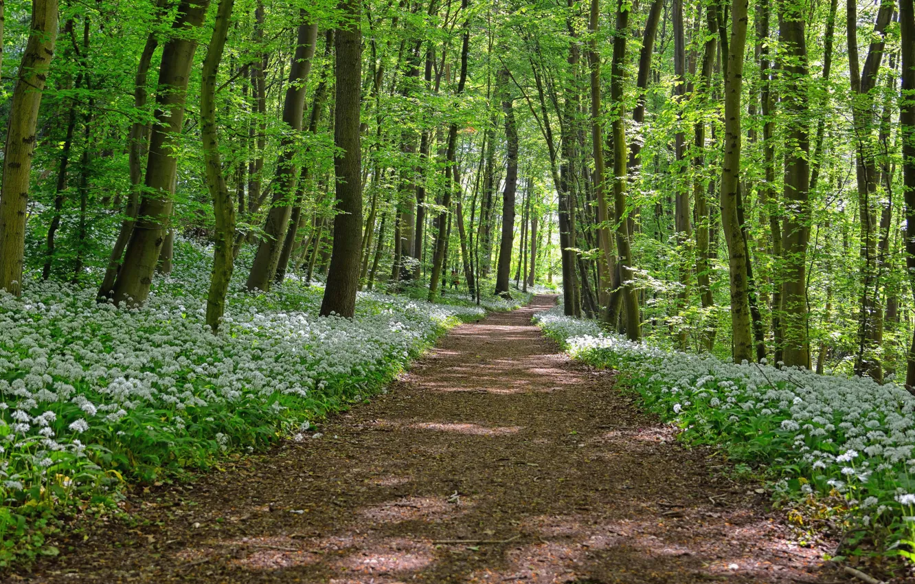 Фото обои forest, trees, way
