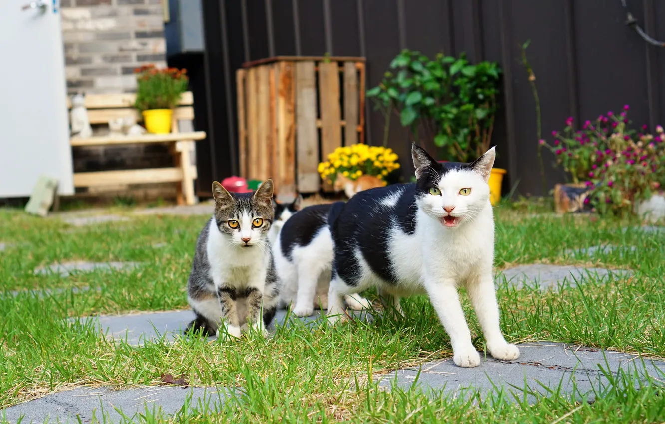 Фото обои кошка, лето, трава, кот, взгляд, кошки, цветы, скамейка