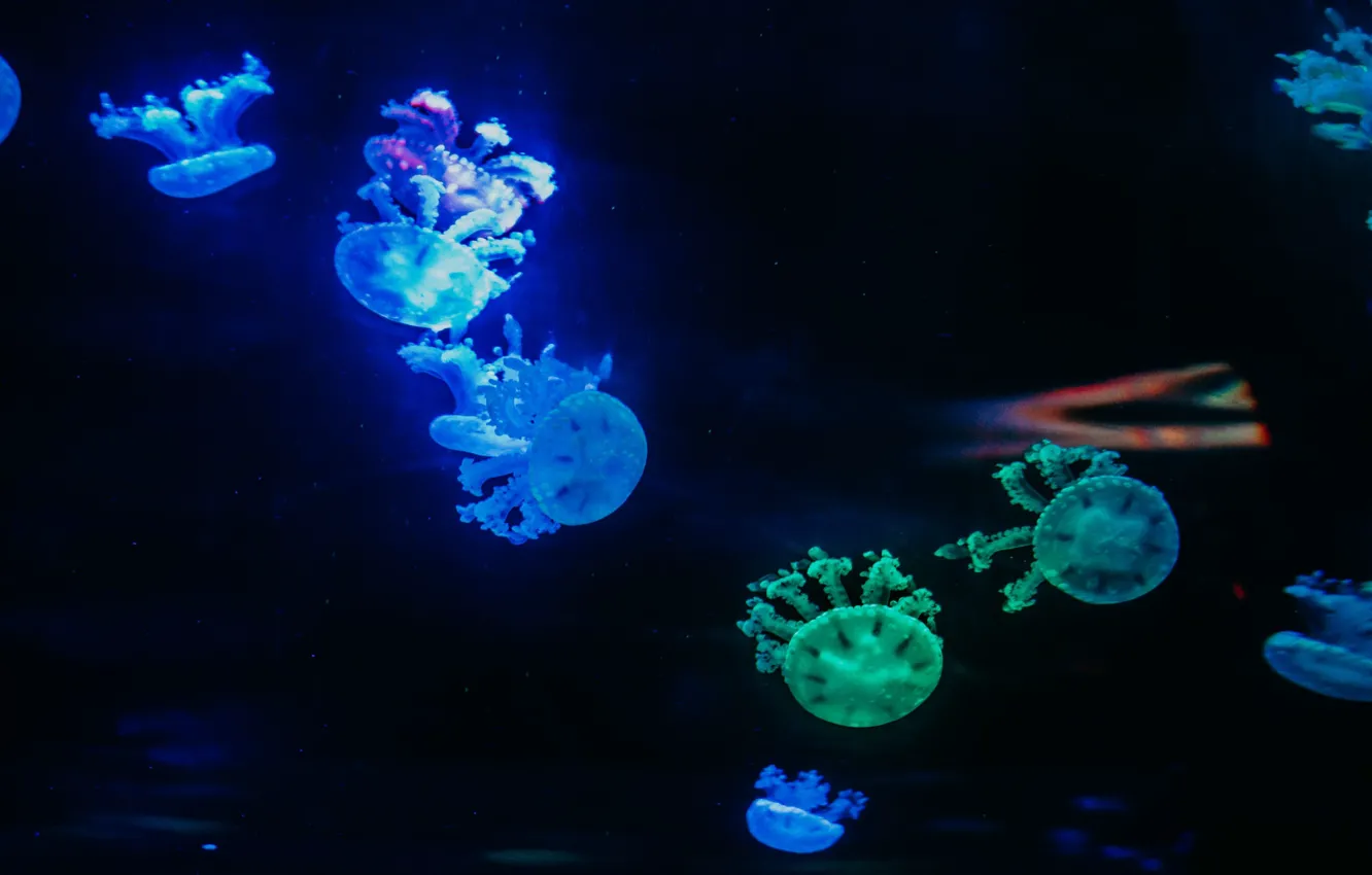 Фото обои медузы, разноцветные, под водой