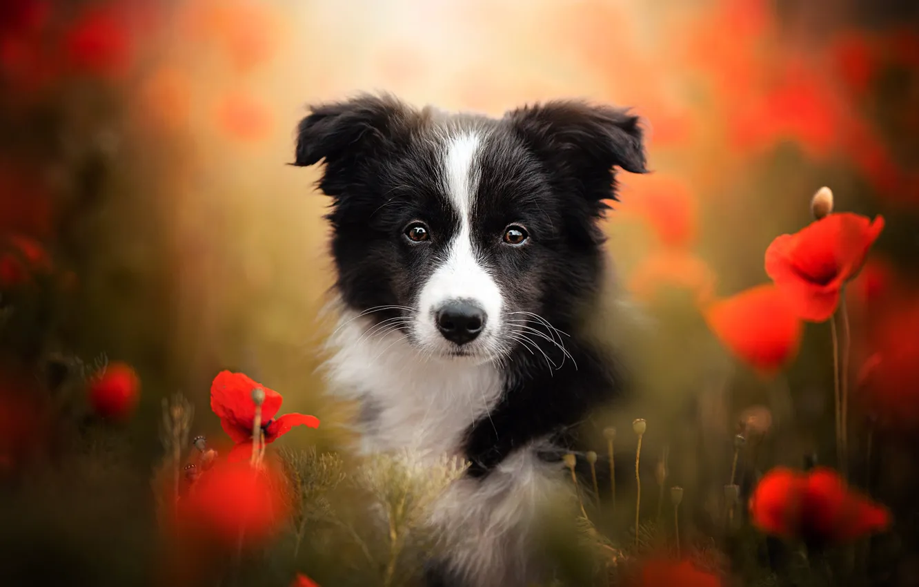 Фото обои взгляд, цветы, маки, собака, щенок, мордашка