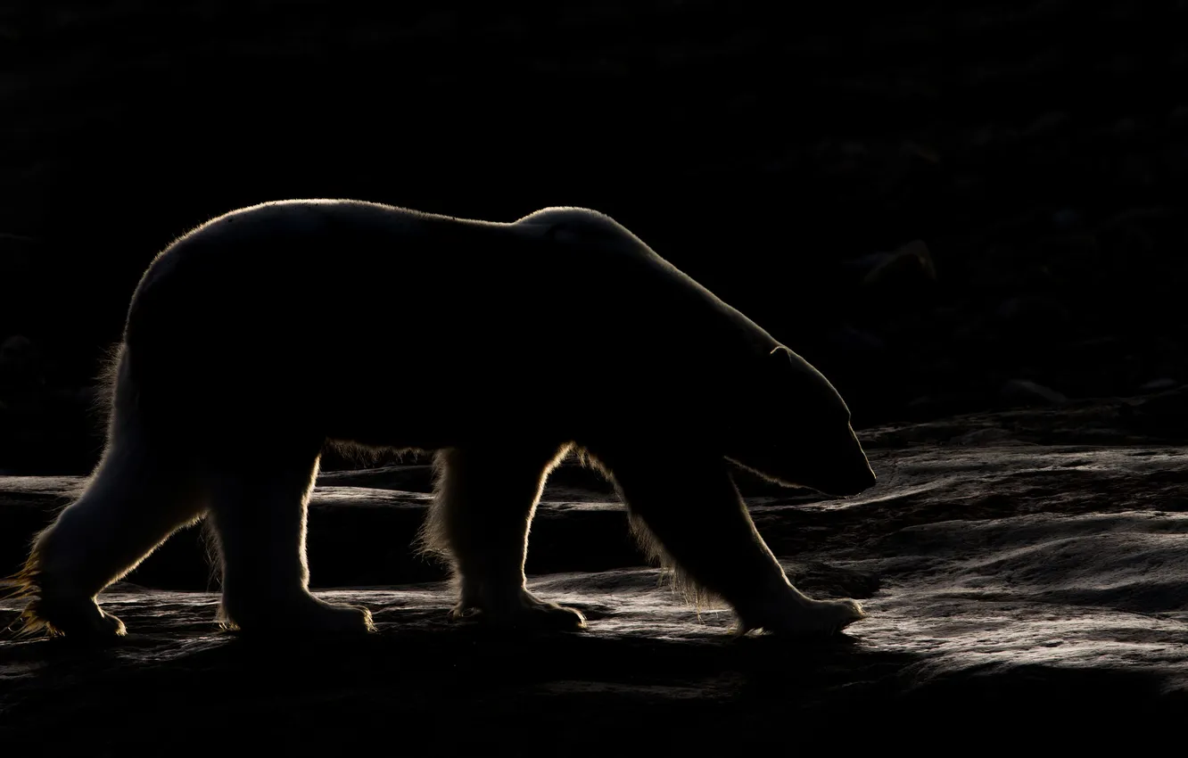 Фото обои свет, темнота, утро, тени, белый медведь