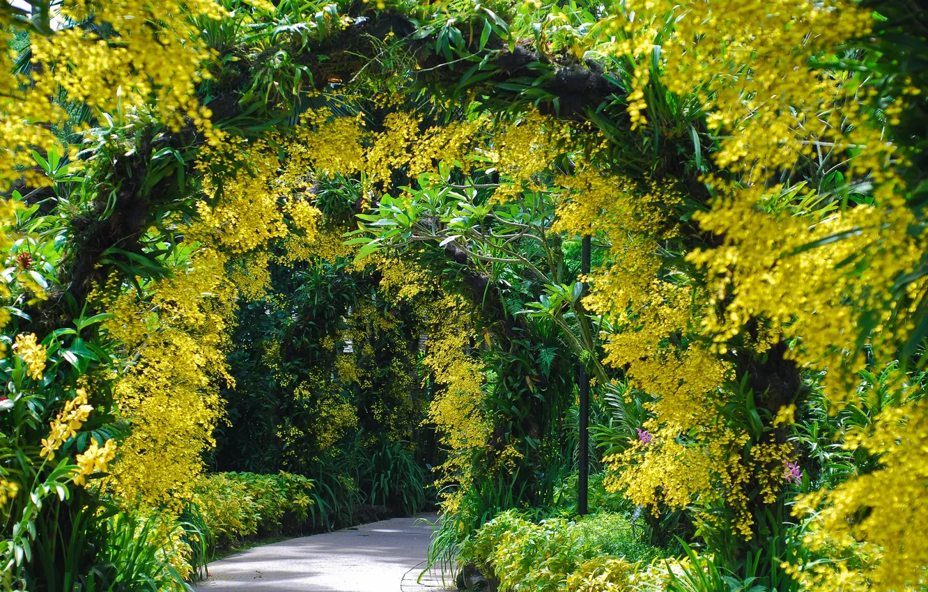 Фото обои деревья, цветы, растения, Сингапур, арки, ботанический сад