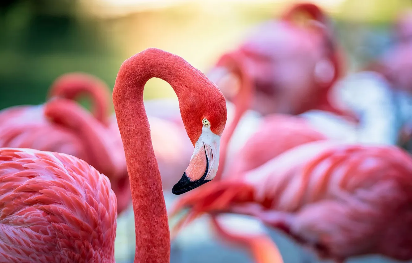 Фото обои птица, перья, клюв, окрас, фламинго