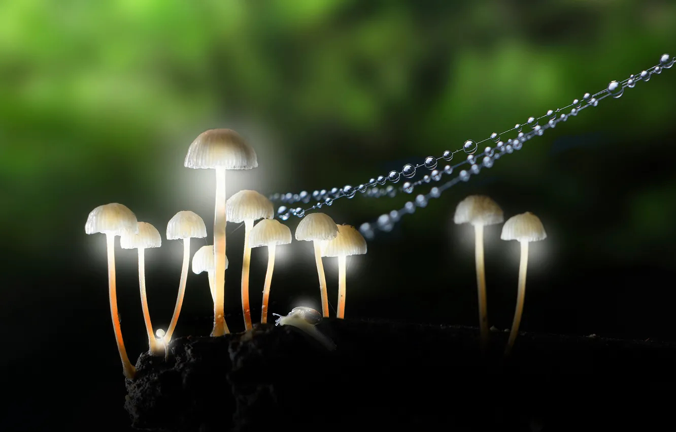 Фото обои forest, macro, mushroom, lighting, grren