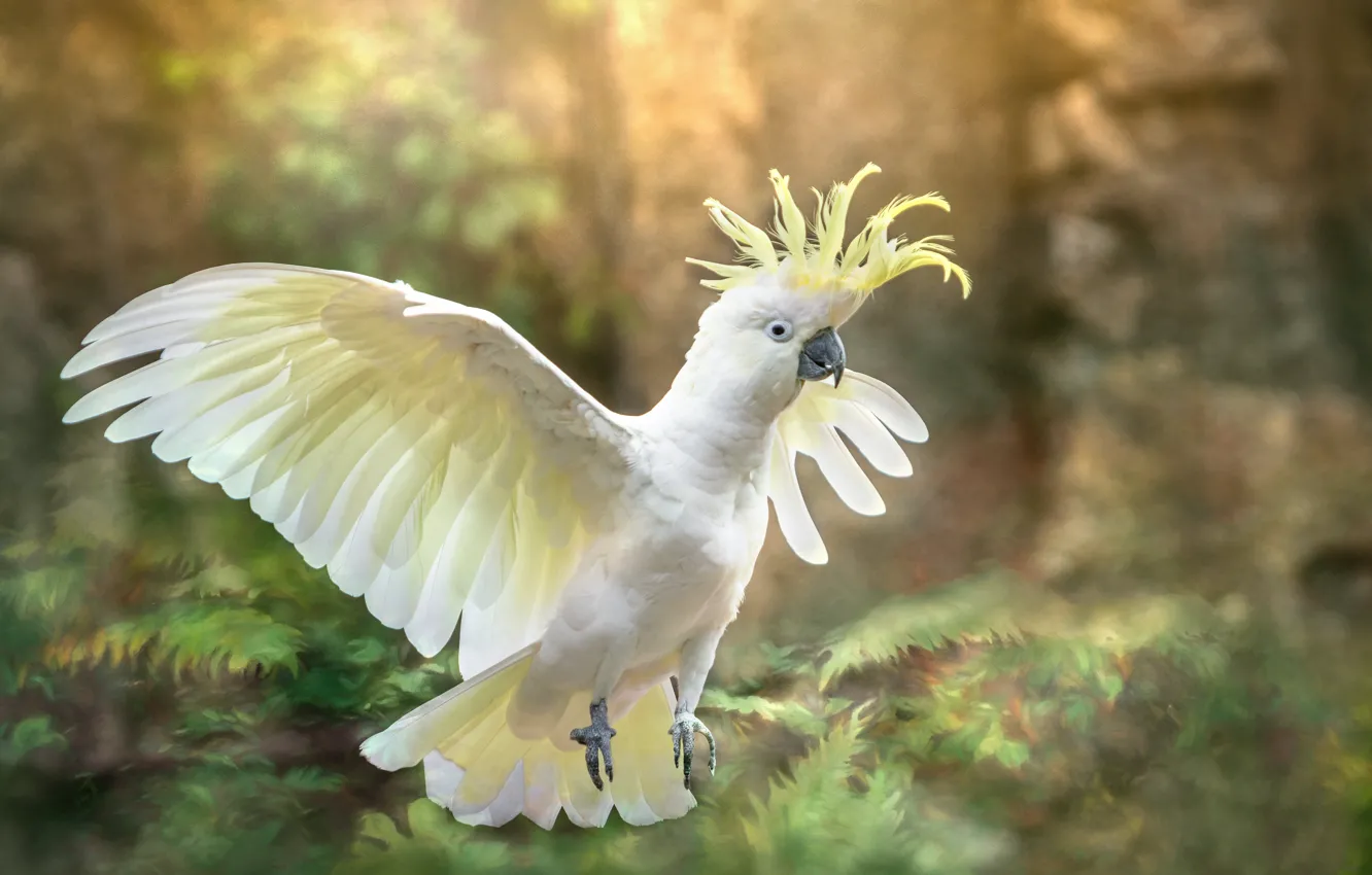 Фото обои природа, птица, обработка, попугай, какаду