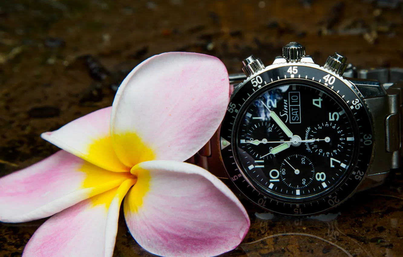 Фото обои flower, Watch, sinn