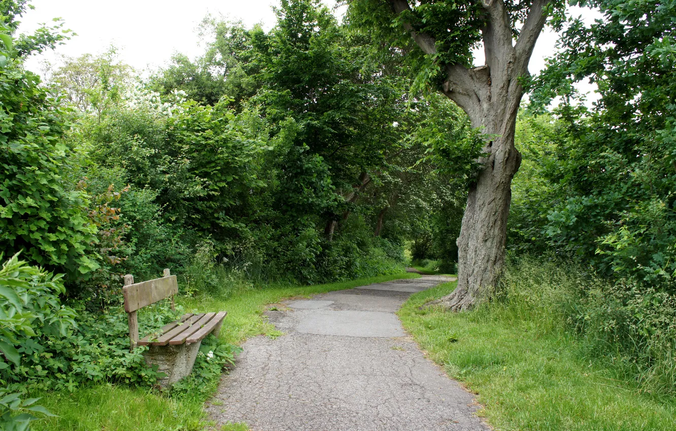 Фото обои скамейка, природа, парк, дерево, дорожка, прогулка, скамья