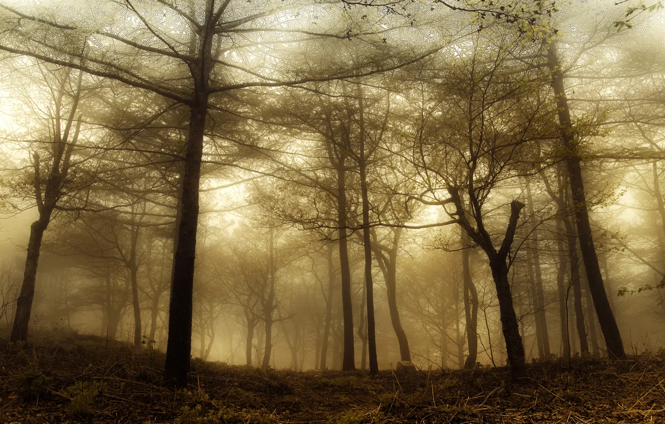 Фото обои лес, природа, магия, дымка
