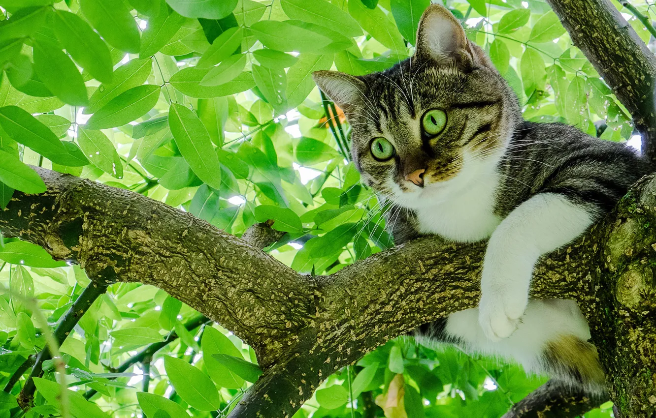 Фото обои кошка, кот, листья, дерево, листва, на дереве