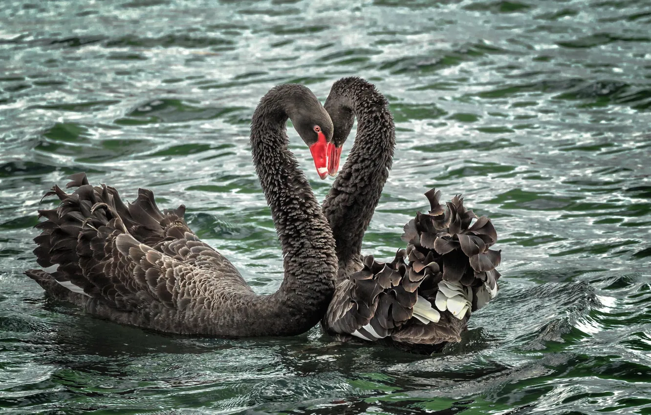 Фото обои вода, любовь, озеро, река, пара, лебеди, черные