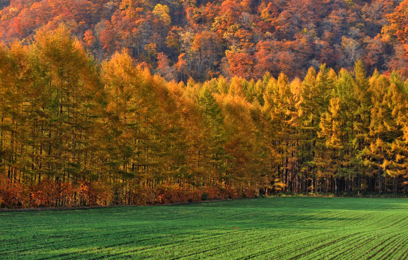 Фото обои поле, осень, лес, трава, деревья, горы, склон