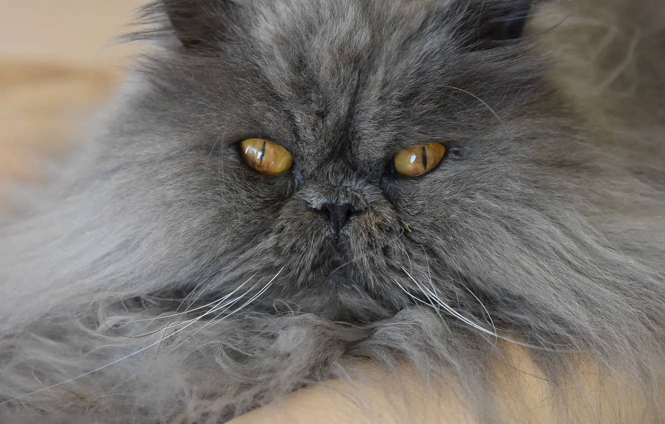 Фото обои кот, взгляд, пушистый, мордочка, персидская кошка