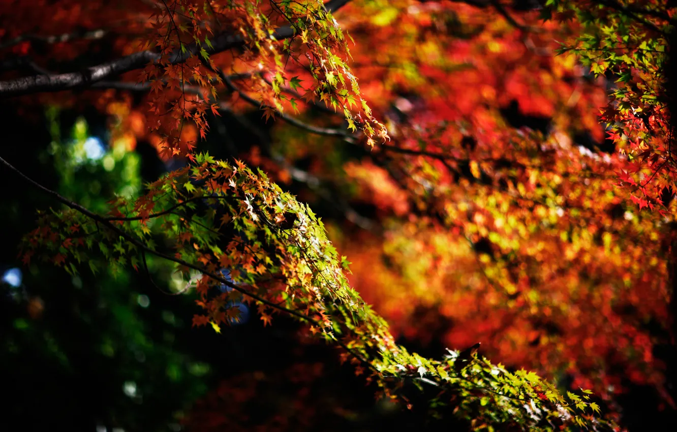 Фото обои осень, ветки, природа, листва
