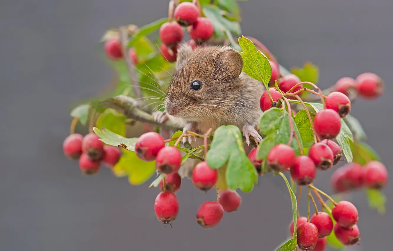 Фото обои макро, ягоды, ветка, мышь, грызун, боярышник, рыжая полёвка