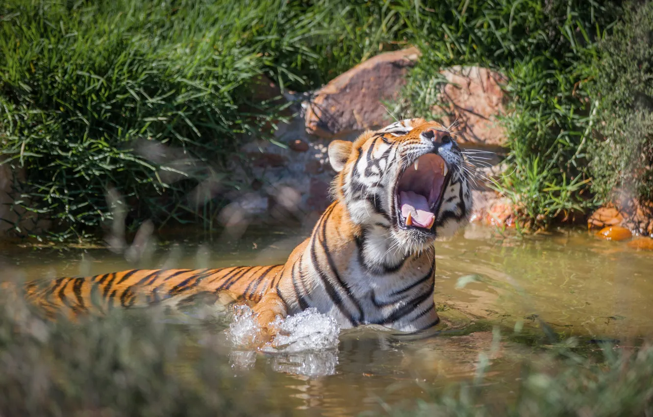 Фото обои тигр, хищник, пасть, оскал, в воде, рык