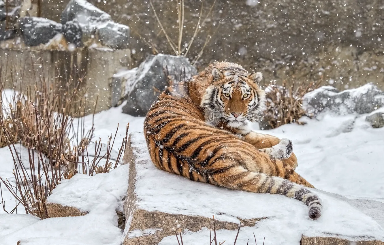 Фото обои зима, взгляд, морда, снег, ветки, тигр, поза, камни