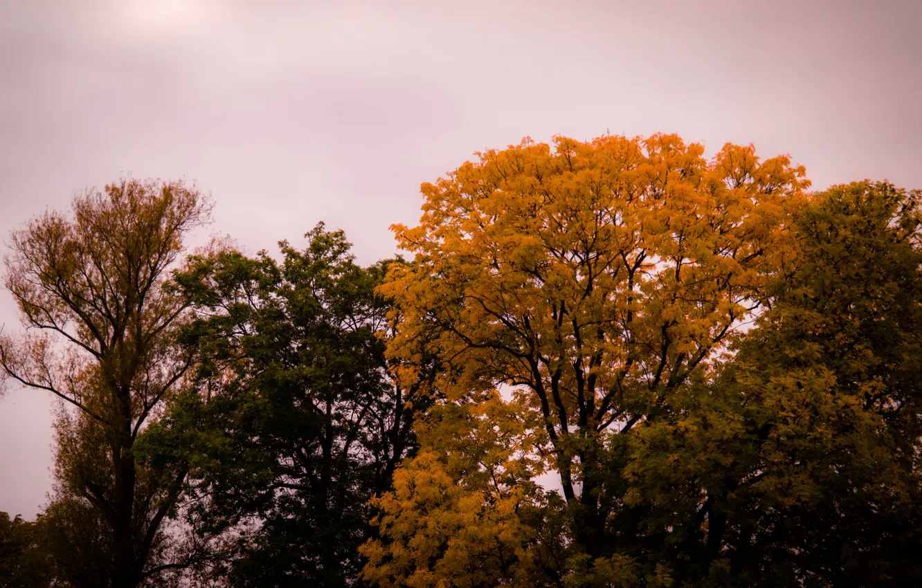 Фото обои Sky, Cloudy, Autumn, Forest, Trees, Leaves