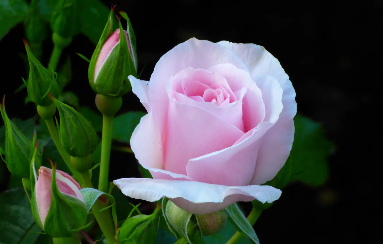 Фото обои цветок, розовая, роза, куст, бутоны