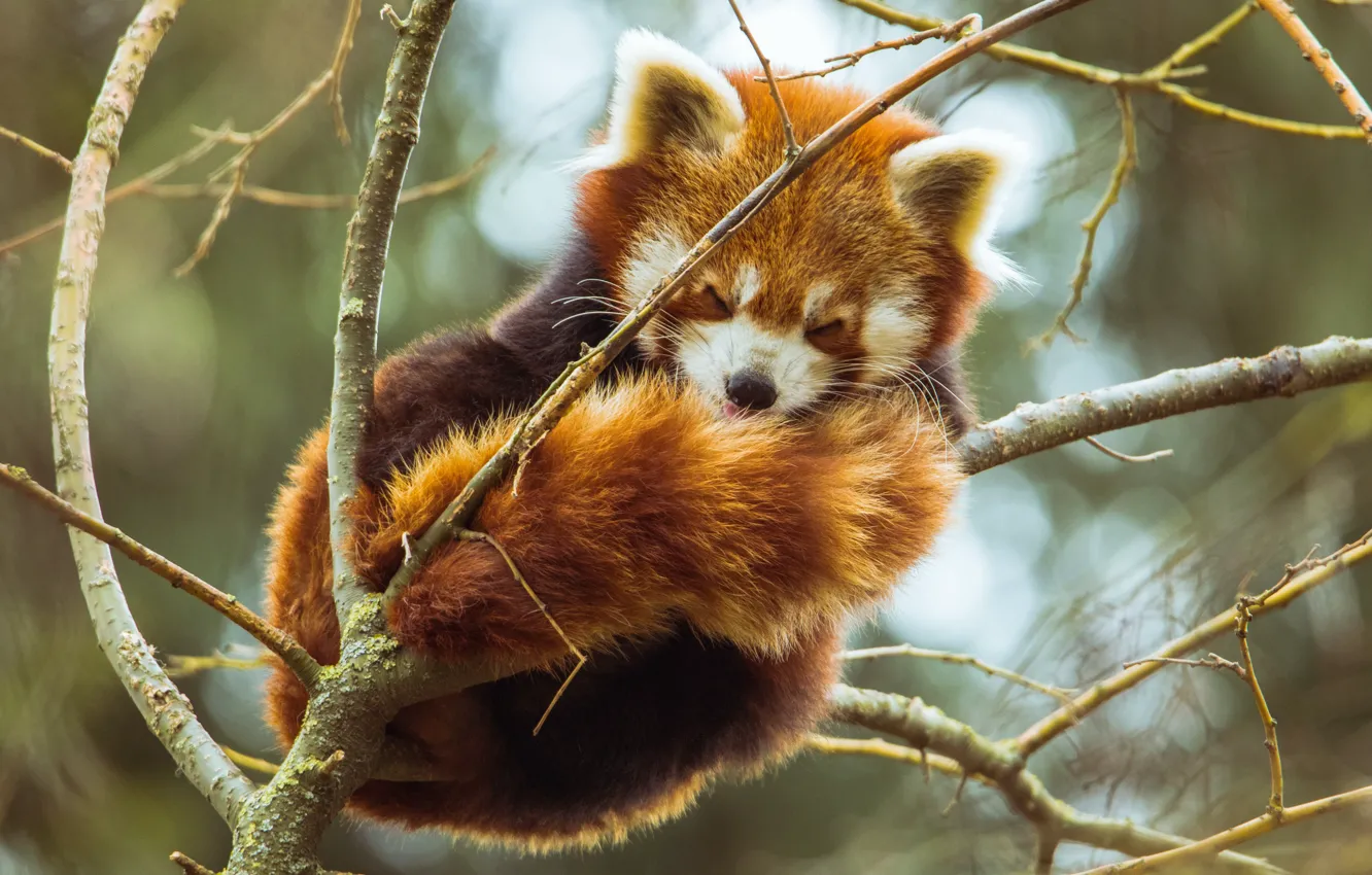 Фото обои ветки, природа, дерево, животное, красная панда, боке, малая панда