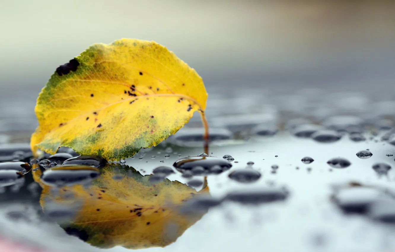 Фото обои осень, капли, лист