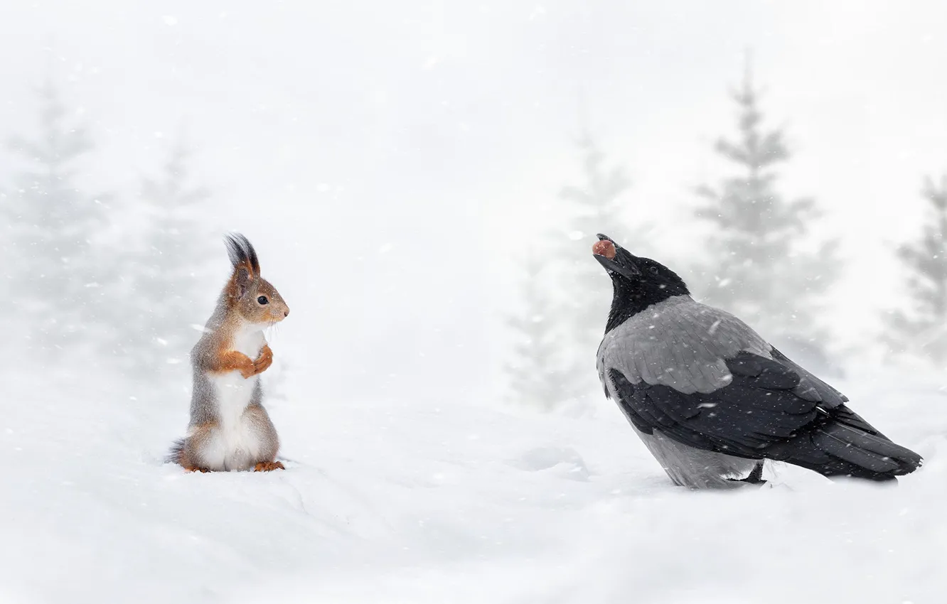 Фото обои зима, снег, птица, орех, белка, рыжая, ворона