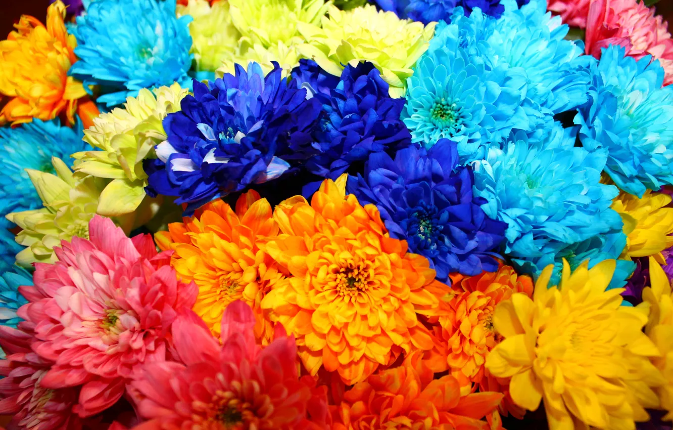 Фото обои цветы, оранжевый, синий, розовый, голубой, яркие, букет, красивые