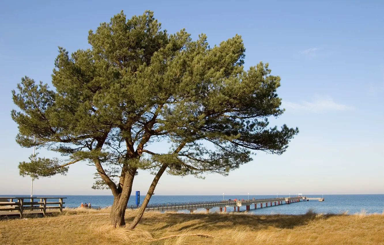 Фото обои море, дерево, пирс