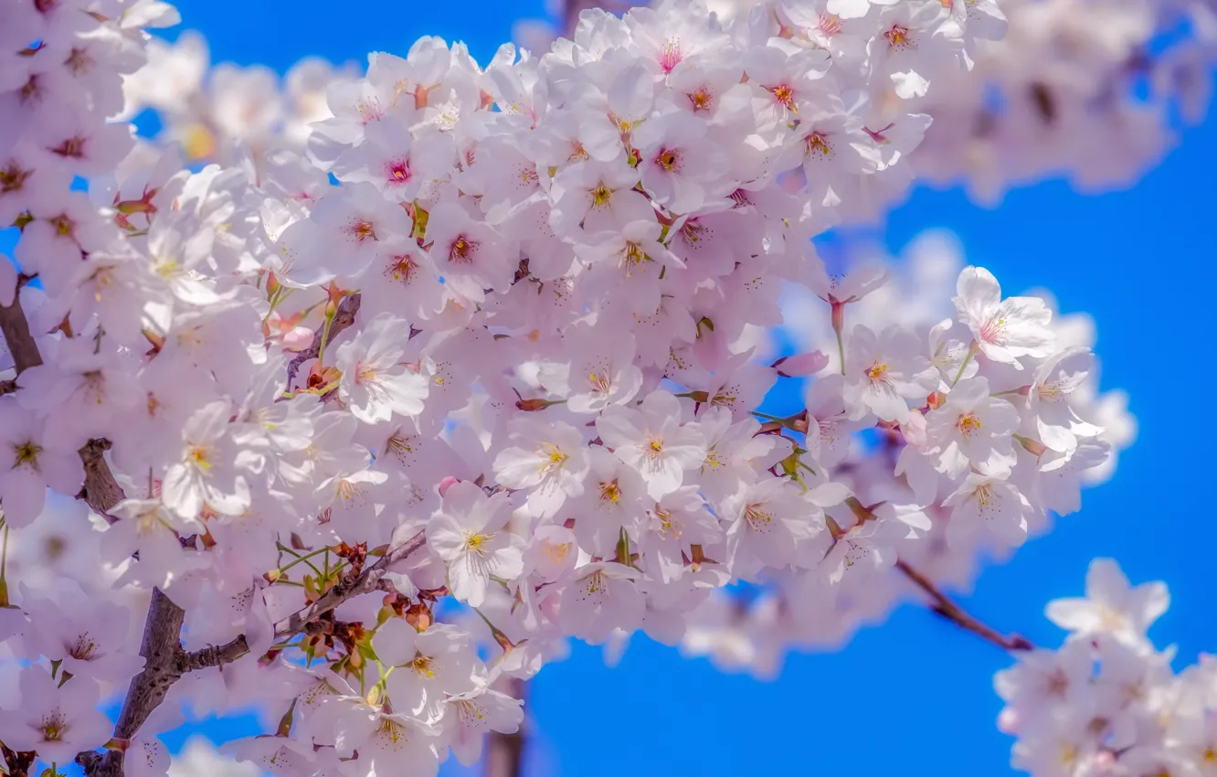 Фото обои небо, вишня, весна, сакура, цветение, sky, blossom, sakura