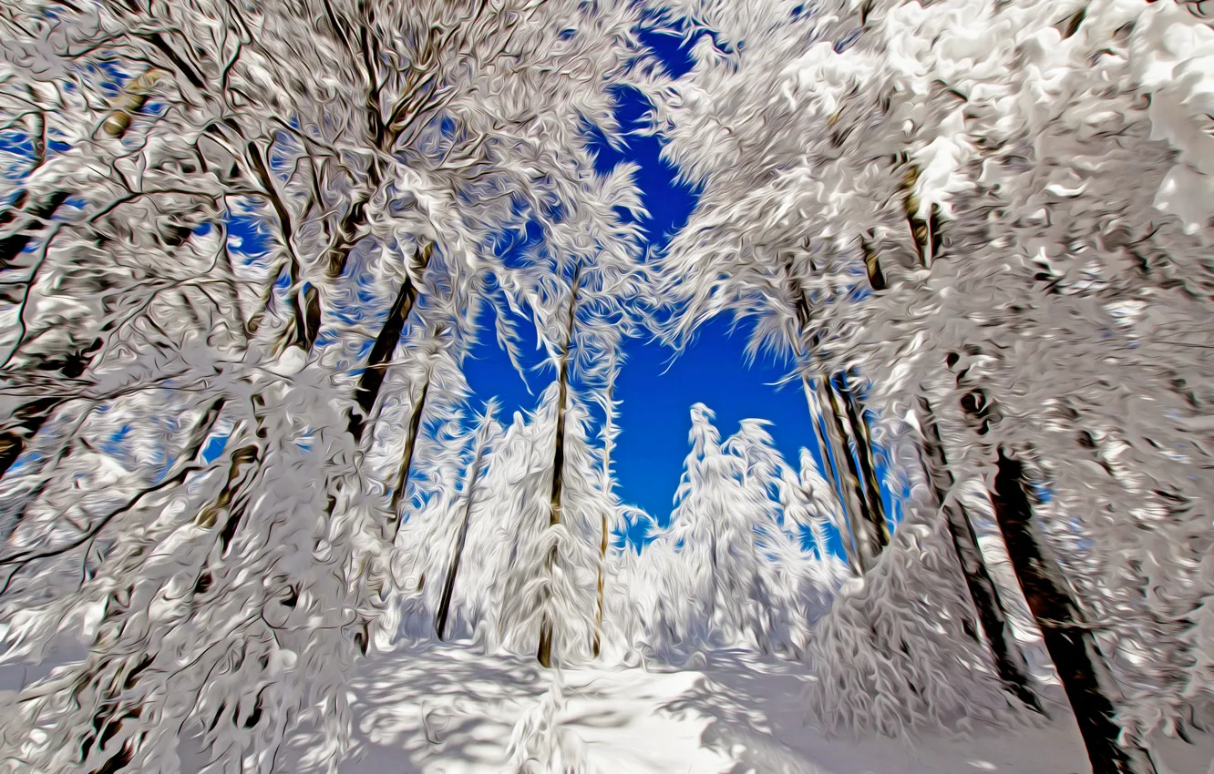 Фото обои зима, лес, небо, снег, деревья, линии, пейзаж, природа